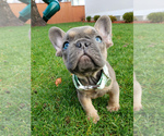 Small Photo #3 French Bulldog Puppy For Sale in MARYSVILLE, WA, USA