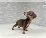 Small #9 French Bulldog