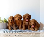 Small #2 Goldendoodle