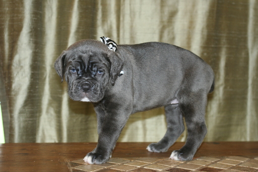 Medium Photo #1 Cane Corso Puppy For Sale in MONTVILLE, OH, USA