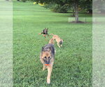 Small #15 German Shepherd Dog Mix