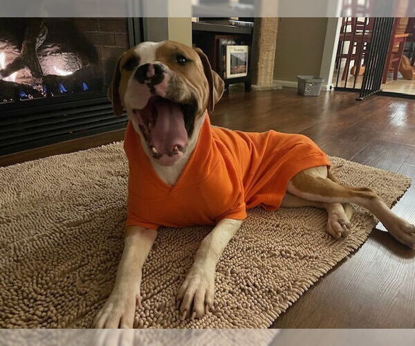 Medium Photo #3 Mutt Puppy For Sale in Evansville, IN, USA