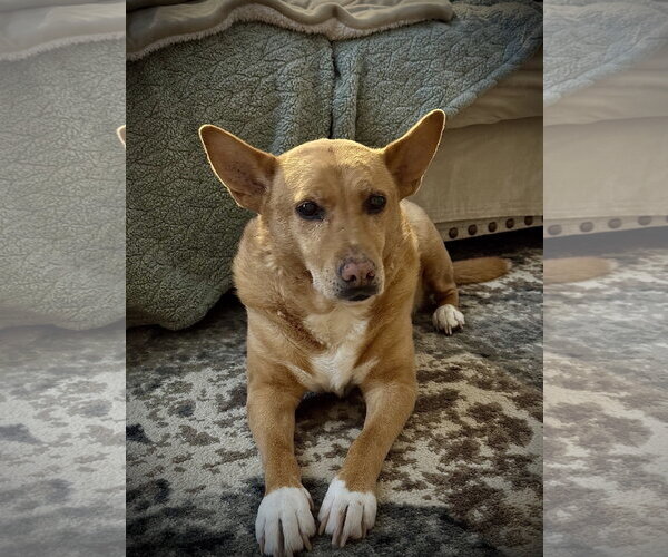 Medium Photo #3 Chow Chow-Rat Terrier Mix Puppy For Sale in White Bluff, TN, USA