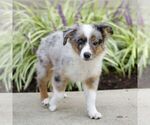 Small #5 Miniature Australian Shepherd
