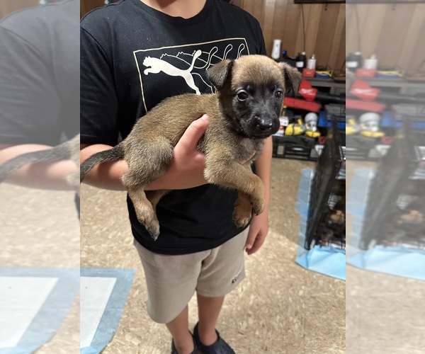 Medium Photo #6 Belgian Malinois Puppy For Sale in SMITHFIELD, NC, USA