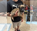 Small #5 Belgian Malinois
