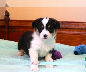 Medium Pembroke Welsh Corgi