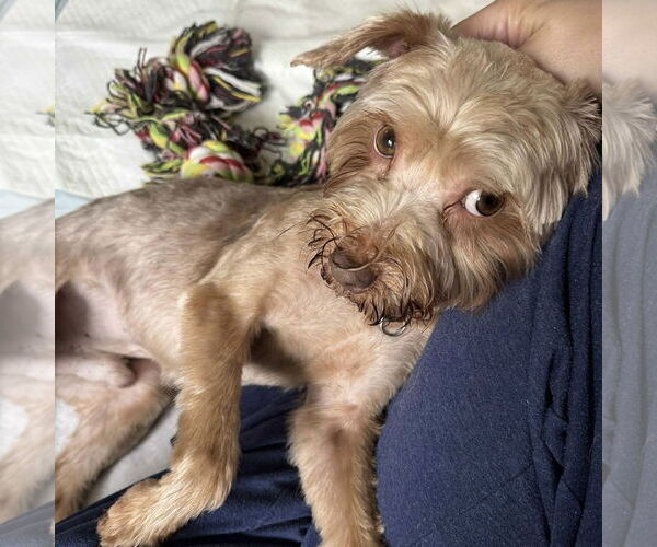 Medium Photo #2 Poodle (Miniature)-Unknown Mix Puppy For Sale in Spring Lake, NC, USA