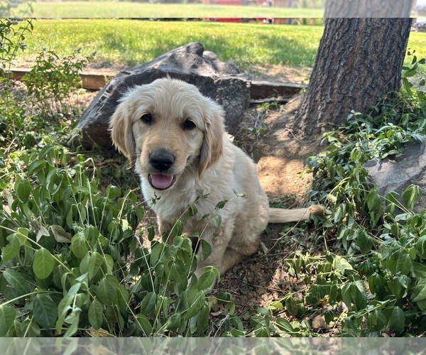 Medium Photo #3 Golden Retriever Puppy For Sale in SPANISH SPRINGS, NV, USA