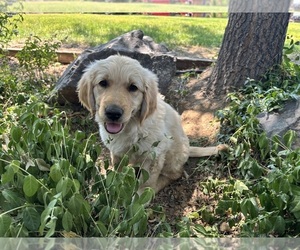 Medium Golden Retriever