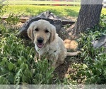 Puppy Mayo Golden Retriever