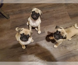 Pug Puppy for sale in FERRYVILLE, WI, USA