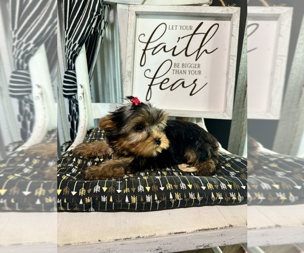 Medium Photo #10 Yorkshire Terrier Puppy For Sale in NAPPANEE, IN, USA