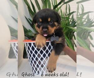 Rottweiler Puppy for Sale in COCONUT CREEK, Florida USA