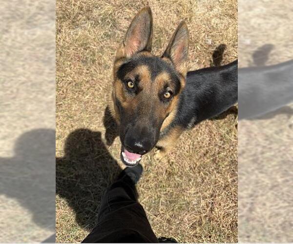 Medium Photo #1 German Shepherd Dog Puppy For Sale in San Antonio, TX, USA