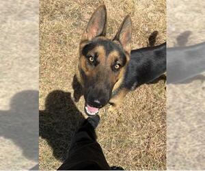 German Shepherd Dog Dogs for adoption in San Antonio, TX, USA