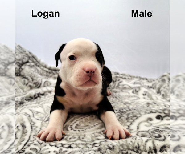 Medium Photo #1 American Bully Puppy For Sale in SPANAWAY, WA, USA