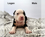 Small Photo #1 American Bully Puppy For Sale in SPANAWAY, WA, USA