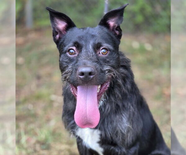 Medium Photo #1 Mutt Puppy For Sale in Anniston, AL, USA