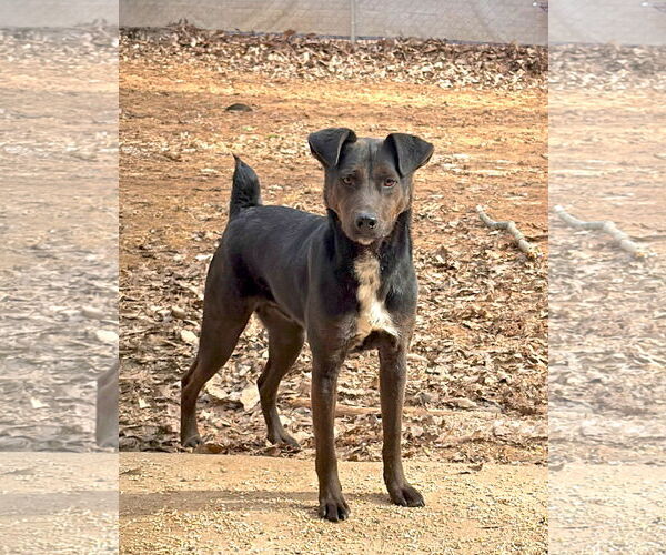 Medium Photo #6 Labrador Retriever-Unknown Mix Puppy For Sale in Forest, VA, USA