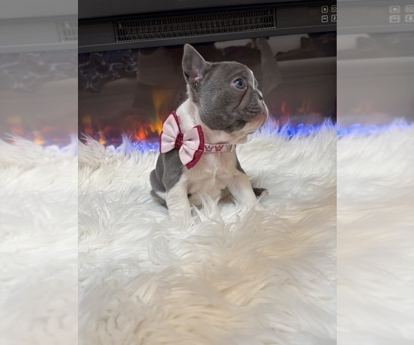 Medium Photo #4 French Bulldog Puppy For Sale in CINCINNATI, OH, USA