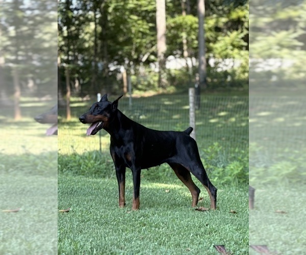 Medium Photo #4 Doberman Pinscher Puppy For Sale in NEWTON, NC, USA