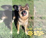 Small Photo #2 German Shepherd Dog-Unknown Mix Puppy For Sale in Monte Vista, CO, USA
