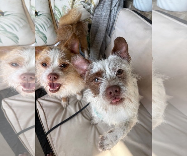 Medium Photo #1 Mutt Puppy For Sale in Dallas, TX, USA