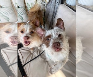 Mutt Dogs for adoption in Dallas, TX, USA