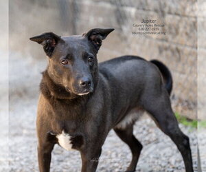 Jupiter - Female Mutt Dog for Adoption - Photo #3