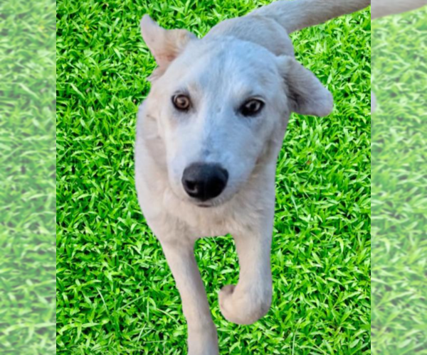 Medium Photo #2 Australian Shepherd-Unknown Mix Puppy For Sale in Pena Blanca, NM, USA
