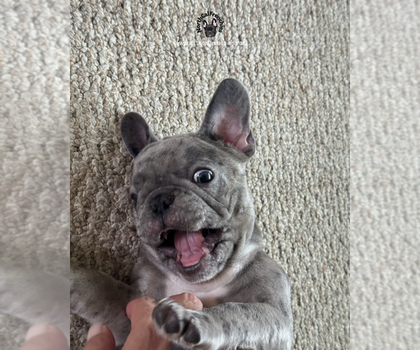 Medium Photo #5 French Bulldog Puppy For Sale in SACRAMENTO, CA, USA