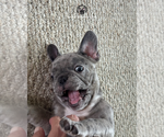Small #4 French Bulldog