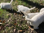 Small Photo #18 Golden Retriever Puppy For Sale in MACON, GA, USA