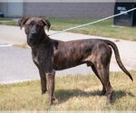 Small #3 Boxer-Plott Hound Mix