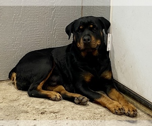 Mother of the Rottweiler puppies born on 01/04/2021