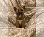 Small Photo #5 Shiba Inu Puppy For Sale in MERRITT IS, FL, USA