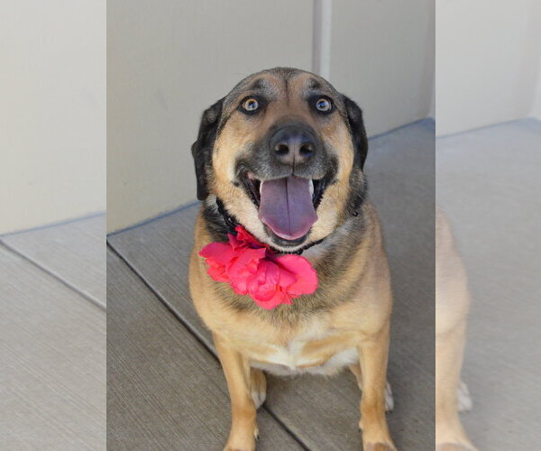 Medium Photo #1 Mutt Puppy For Sale in McKinney, TX, USA