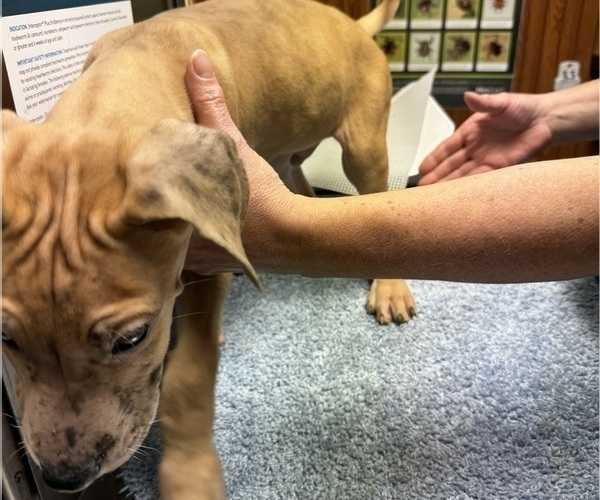 Medium Photo #50 Great Dane Puppy For Sale in ALIQUIPPA, PA, USA