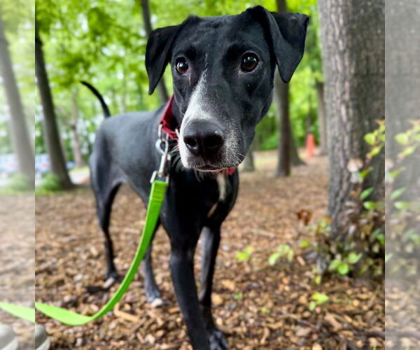 Medium Photo #6 Greyhound-Labrador Retriever Mix Puppy For Sale in Canton, CT, USA
