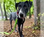 Small #5 Greyhound-Labrador Retriever Mix