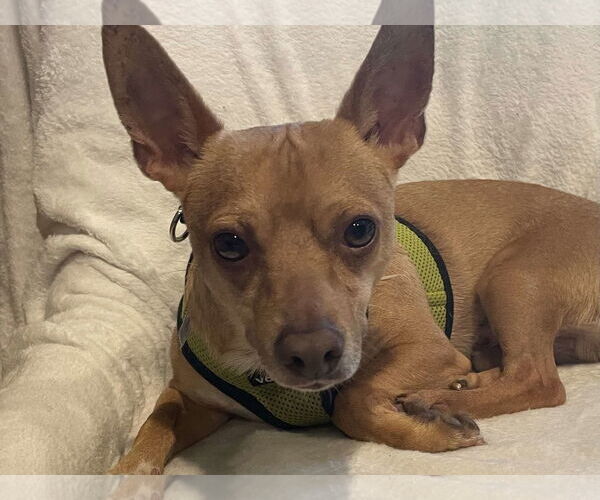 Medium Photo #4 Chihuahua-Unknown Mix Puppy For Sale in Minneapolis, MN, USA