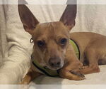 Small #3 Chihuahua Mix