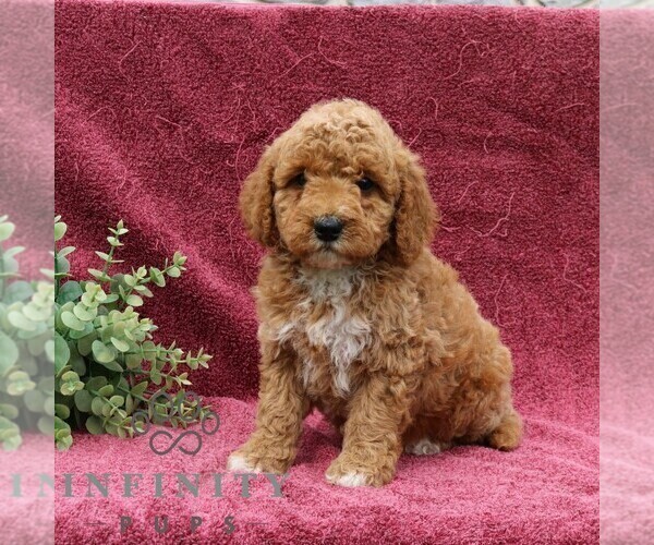 Medium Photo #1 Goldendoodle (Miniature) Puppy For Sale in EPHRATA, PA, USA