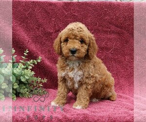 Goldendoodle (Miniature) Puppy for sale in EPHRATA, PA, USA