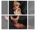 Small Chihuahua
