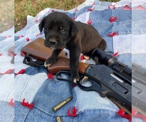 Labrador Retriever-Unknown Mix Puppy for sale in RUTHERFORDTON, NC, USA