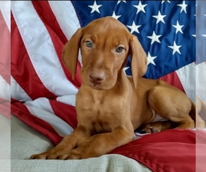Vizsla Puppy for sale in NEW YORK MILLS, MN, USA