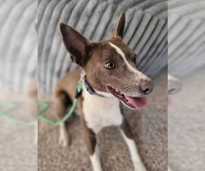 Basenji-Unknown Mix Dogs for adoption in Salt Lake City, UT, USA