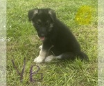 Puppy Yellow Boy German Shepherd Dog